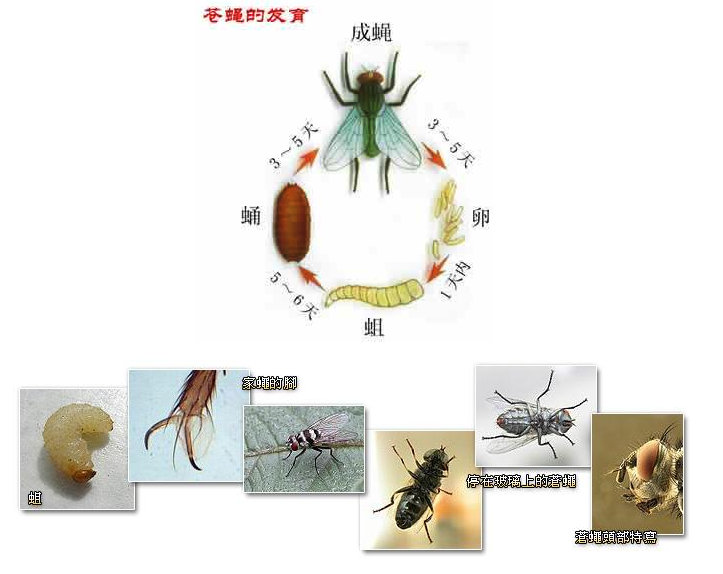 蟲害防治