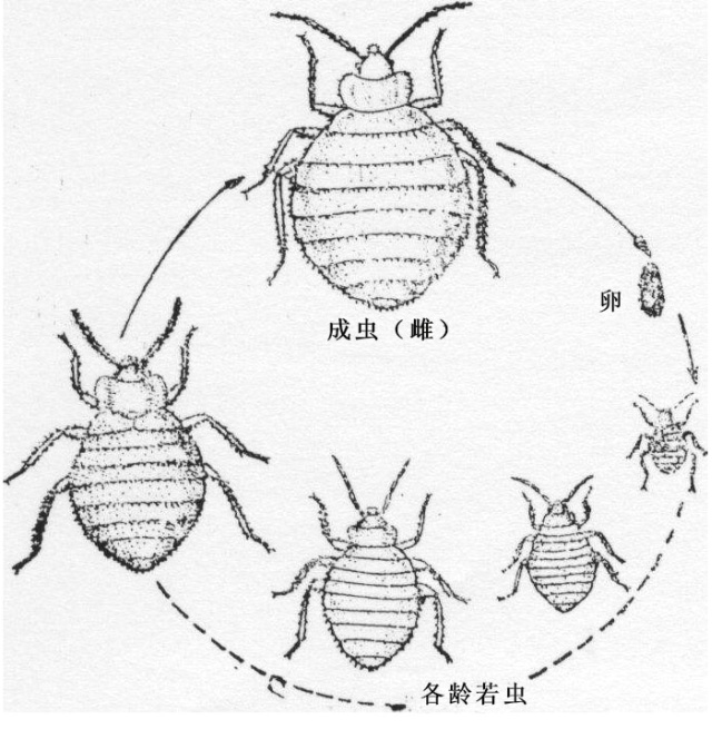 蟲害防治