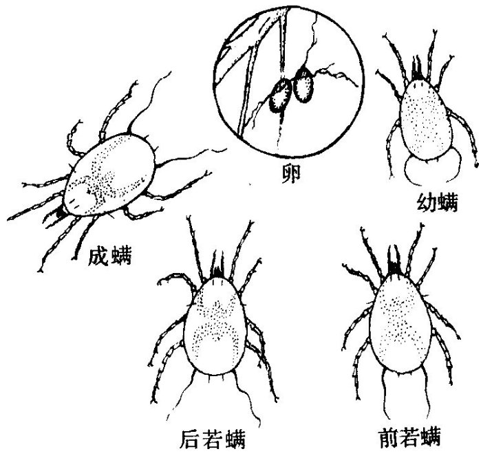 蟲害防治